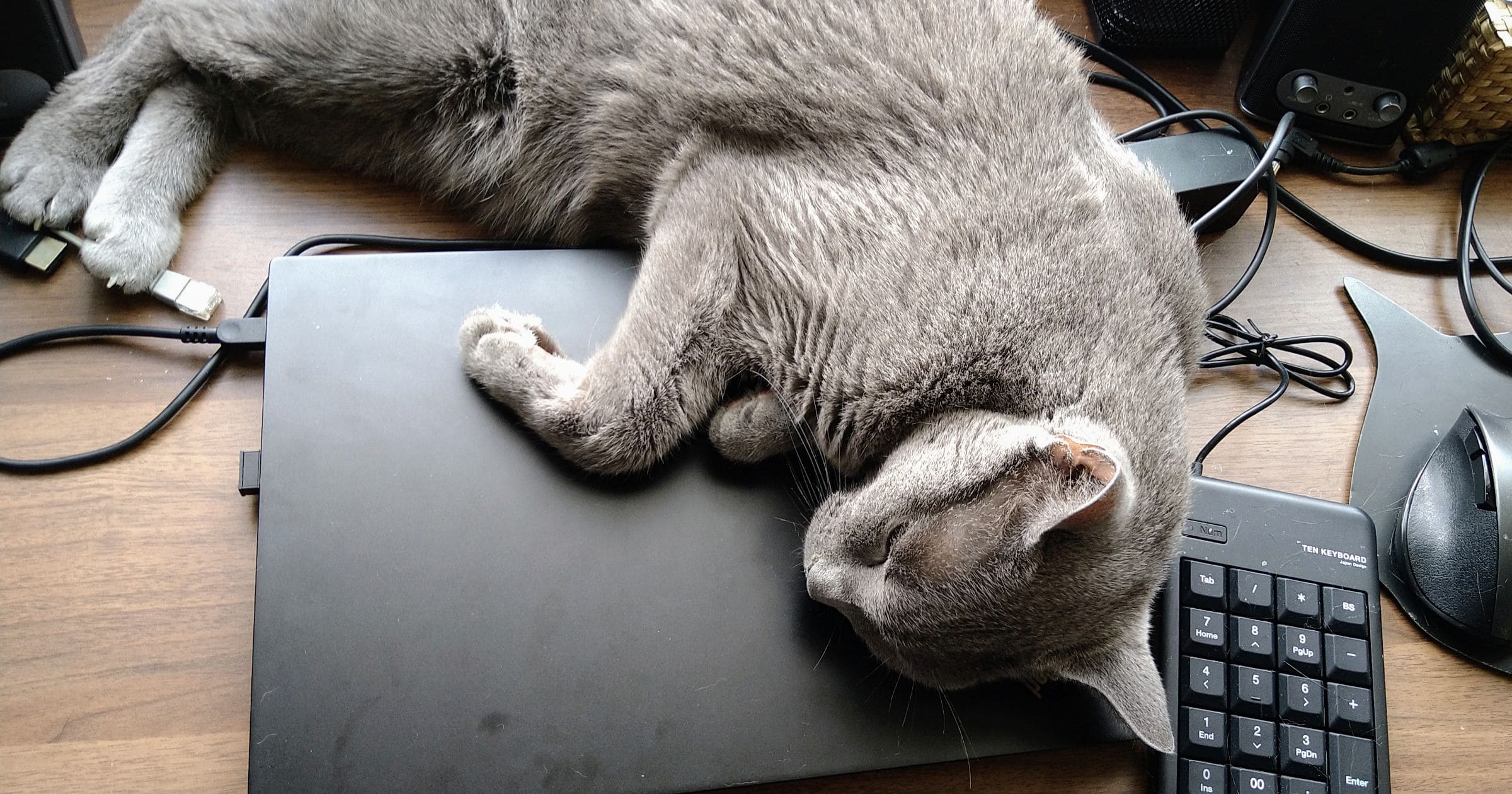 パソコンに寝る猫